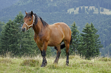 Image showing horse in the Carpathians