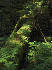 Image showing overgrown tree trunk