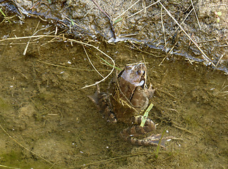 Image showing common frog