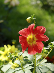 Image showing red flower