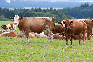 Image showing Dairy cows in pasture