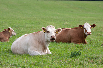 Image showing Dairy cows in pasture