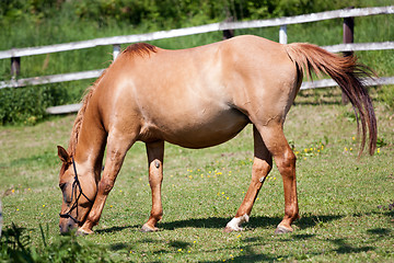 Image showing Horse in the meadow