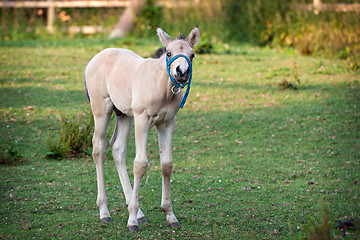 Image showing Mare and her foal