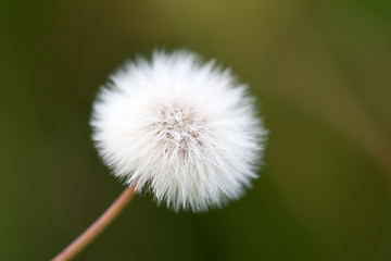 Image showing White dandelion on a green meadow close up 