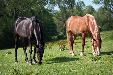 Image showing Horses in the meadow