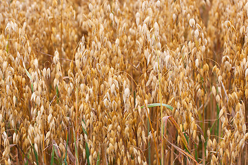 Image showing Wheat straws 