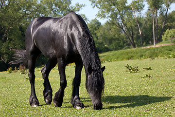 Image showing Black horse in the meadow