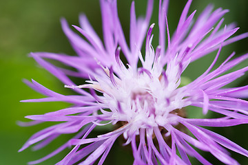 Image showing Cornflower on a green meadow 