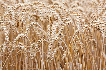 Image showing Wheat straws 