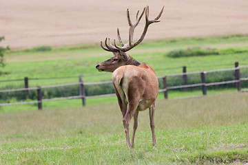 Image showing Deer grazing in the meadow