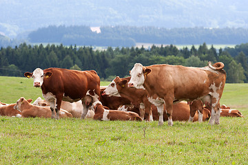 Image showing Dairy cows in pasture