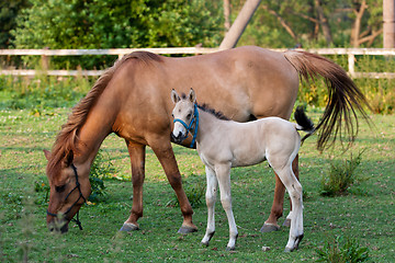 Image showing Mare and her foal