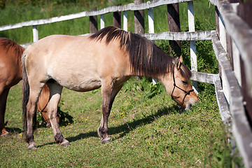 Image showing Horses in the meadow