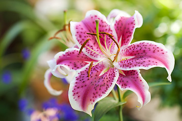 Image showing Lily pink flower 