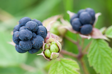 Image showing Blackberry bush in the garden