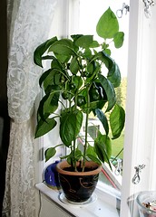 Image showing Paprika plant 