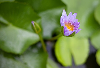 Image showing Water lily