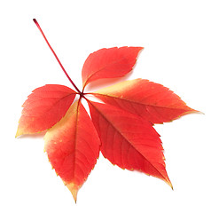 Image showing Autumn leaf on white background