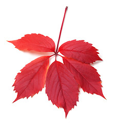 Image showing Red autumn virginia creeper leaves