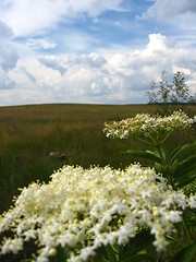 Image showing white elder on the background of dark sky