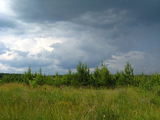 Image showing beautiful landscape with young pines