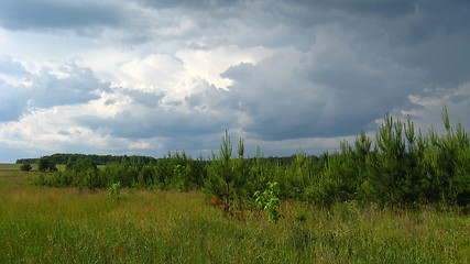 Image showing beautiful landscape with young pines