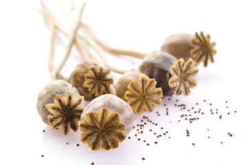 Image showing Poppy seeds and poppy heads 