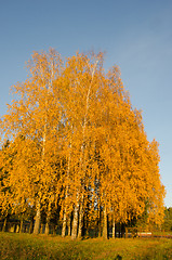 Image showing Yellow birch trees in autumn park near rusty fence 