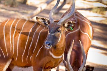 Image showing Bongo