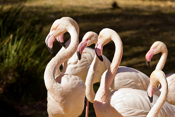 Image showing Flamingo