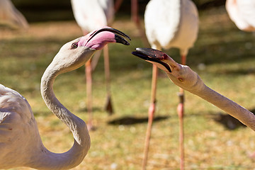 Image showing Flamingo