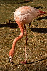 Image showing Flamingo