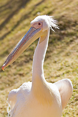 Image showing White Pelican