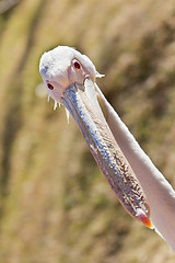 Image showing White Pelican