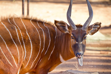 Image showing Bongo