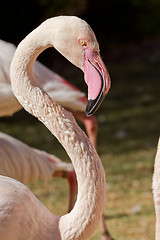 Image showing Flamingo