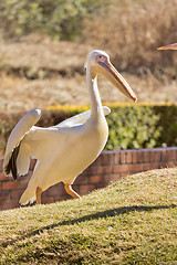 Image showing White Pelican