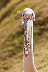 Image showing White Pelican