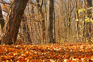 Image showing Yellow autumn leaves in forest