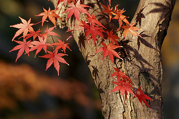 Image showing autumnal maple tree