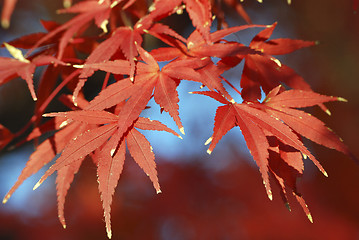 Image showing autumnal maple leafs
