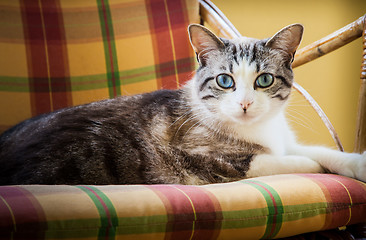 Image showing Blue eyes cat