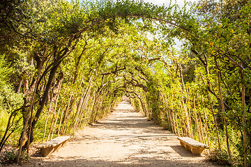 Image showing Boboli Gardens