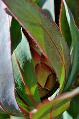 Image showing Protea blossom bud