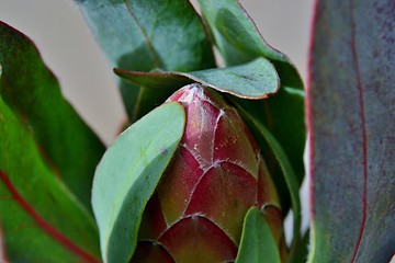 Image showing Protea blossom bud