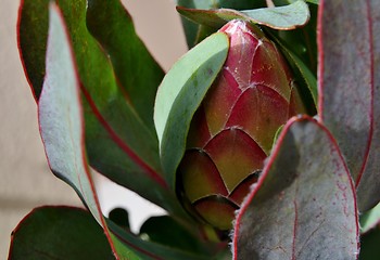 Image showing Protea blossom bud