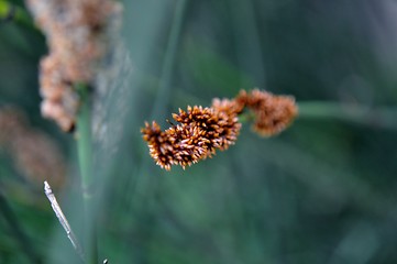 Image showing Bamboo grass