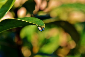 Image showing Raindrop on leaf