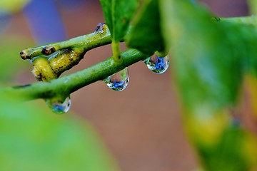 Image showing Raindrop on leaf